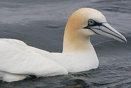 Northern Gannet