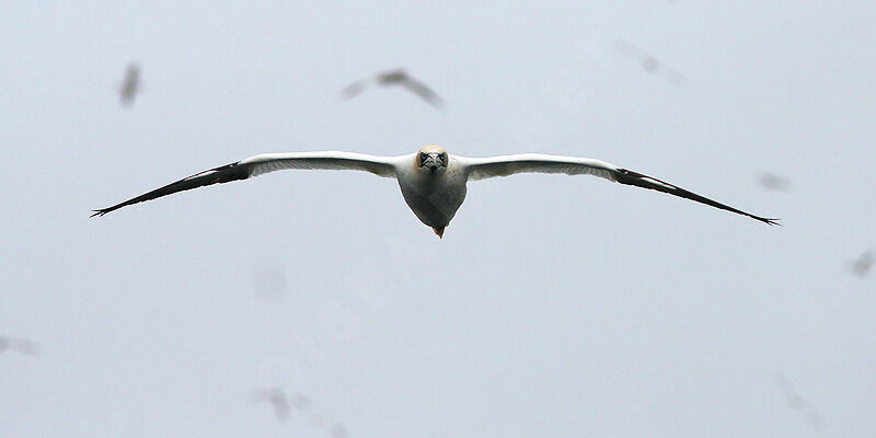 Northern Gannet