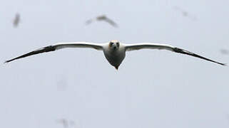 Northern Gannet