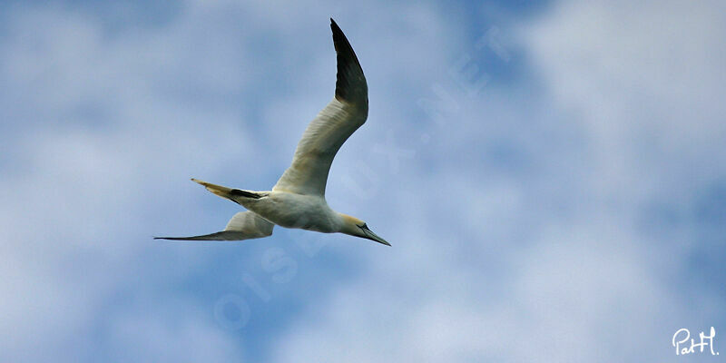 Northern Gannetadult, Flight