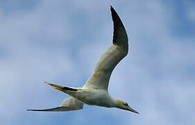 Northern Gannet