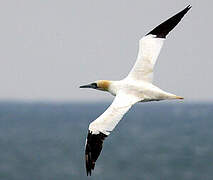 Northern Gannet