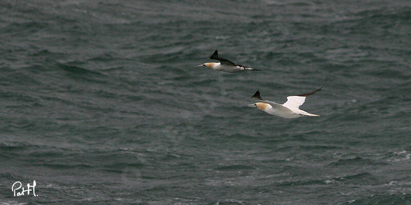 Northern Gannetadult, Flight