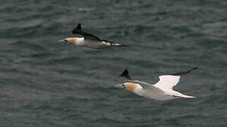 Northern Gannet