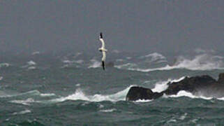 Northern Gannet