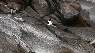 Northern Gannet