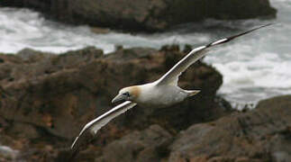 Northern Gannet