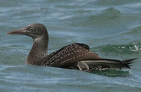 Northern Gannet