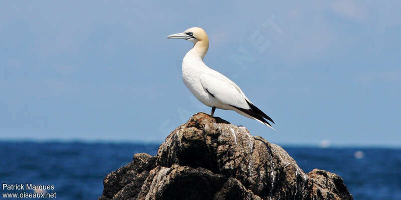 Northern Gannetadult, identification