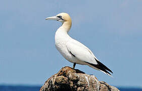 Northern Gannet