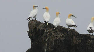 Northern Gannet