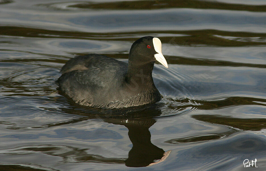 Foulque macrouleadulte, identification