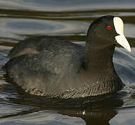 Eurasian Coot