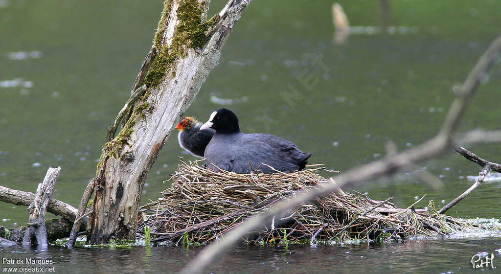 Eurasian Coot, Reproduction-nesting, Behaviour