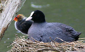 Eurasian Coot