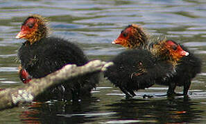 Eurasian Coot