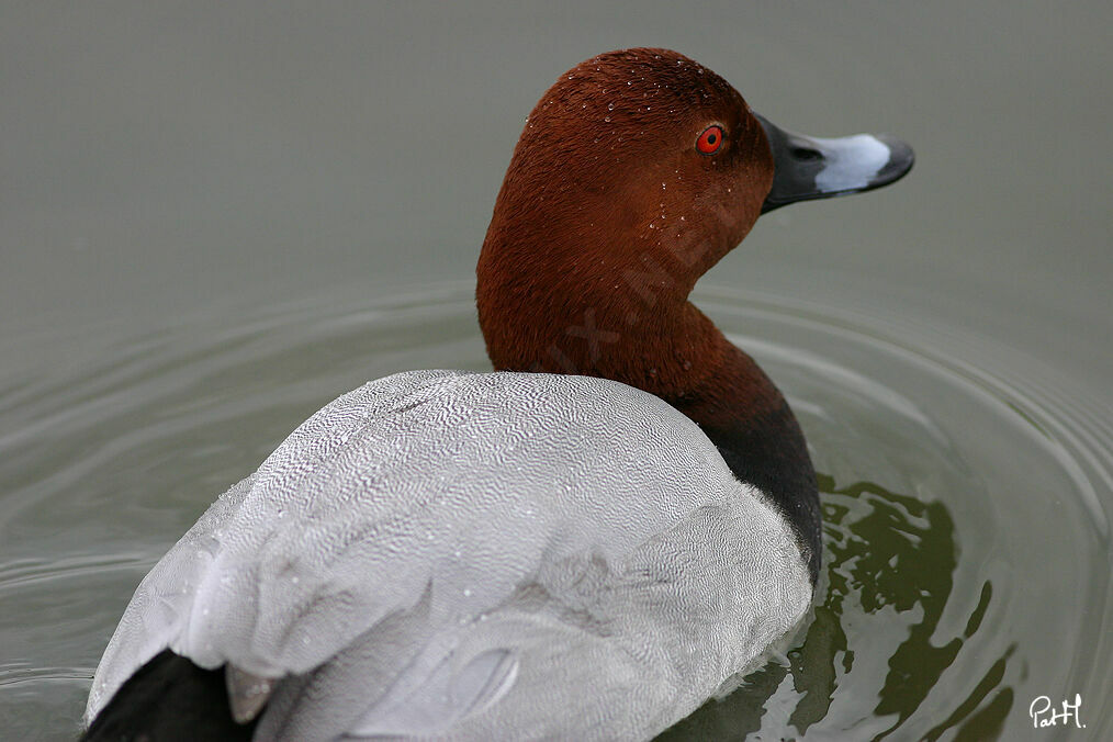 Common Pochardadult, identification