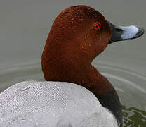 Common Pochard