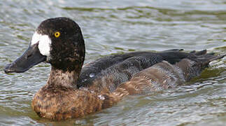 Greater Scaup