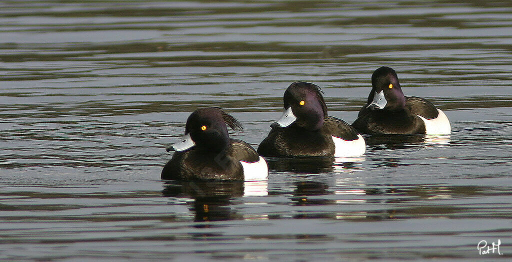 Tufted Duck male adult, identification