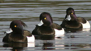 Tufted Duck