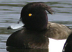 Tufted Duck