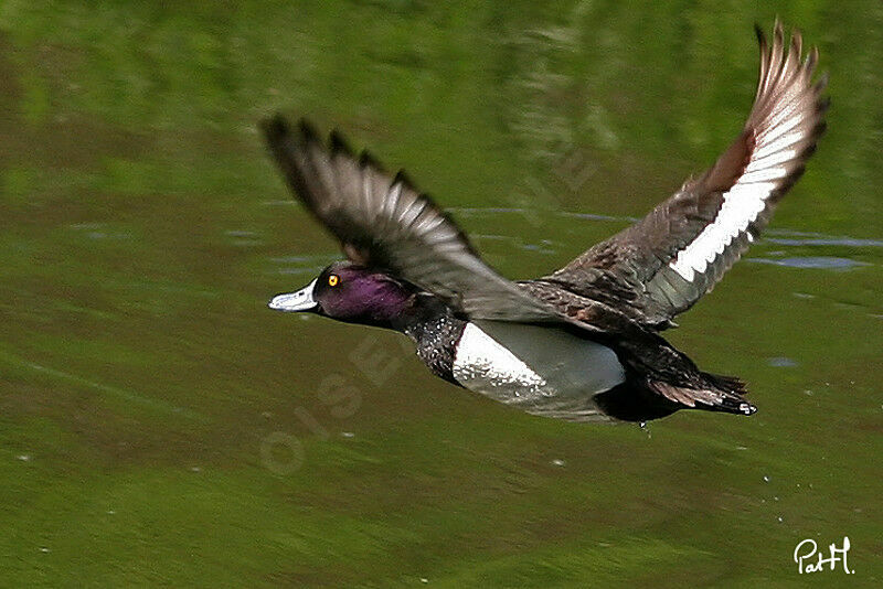 Tufted Duck male adult, Flight