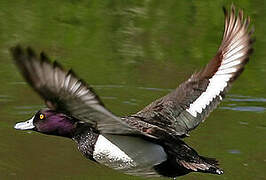 Tufted Duck