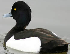 Tufted Duck