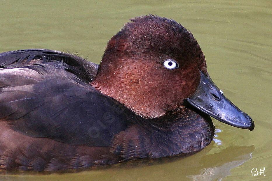 Ferruginous Duck male adult, identification