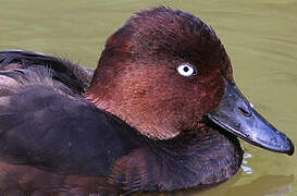 Ferruginous Duck