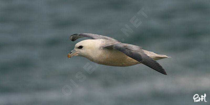 Fulmar boréal, Vol