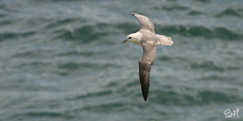 Fulmar boréal, Vol