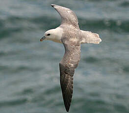 Fulmar boréal