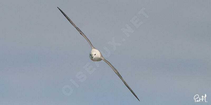 Fulmar boréal, Vol