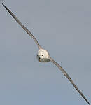 Fulmar boréal