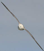 Fulmar boréal