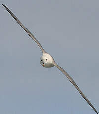 Fulmar boréal