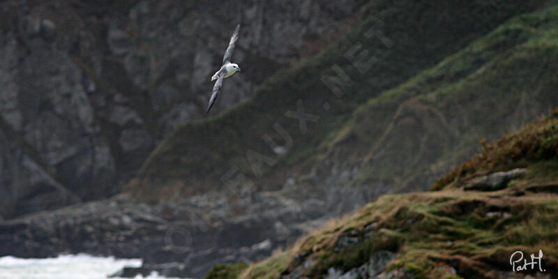 Fulmar boréal, Vol