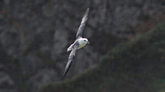 Fulmar boréal