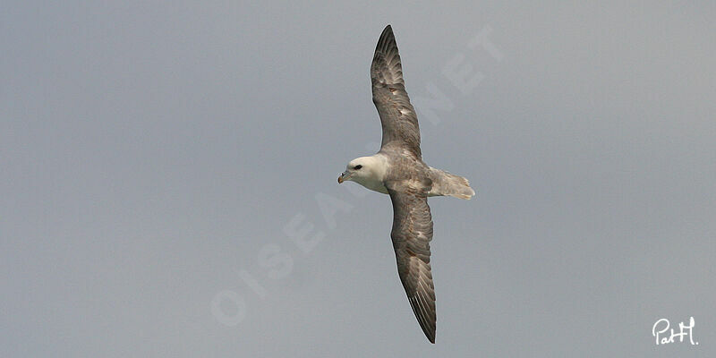 Fulmar boréal, Vol