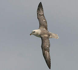 Fulmar boréal