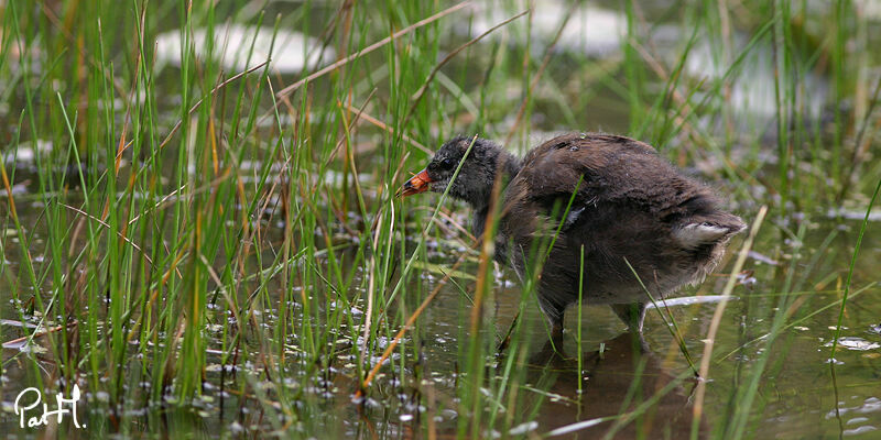 Gallinule poule-d'eau1ère année, identification