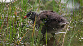 Gallinule poule-d'eau