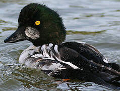 Common Goldeneye