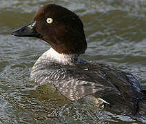 Common Goldeneye