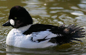 Common Goldeneye