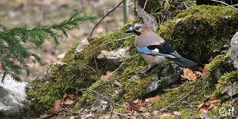 Eurasian Jay, identification