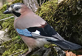 Eurasian Jay