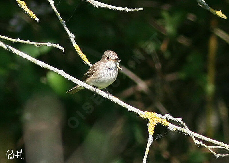 Spotted Flycatcheradult, identification, feeding habits, Behaviour